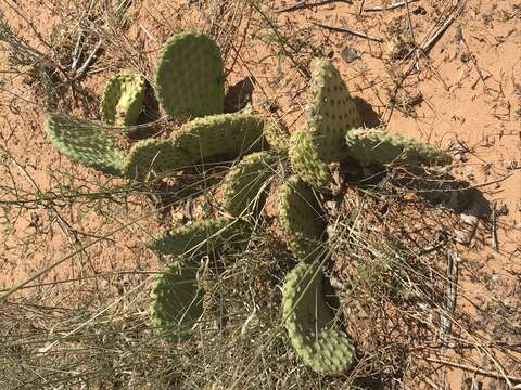 Plancia ëd Opuntia aurea E. M. Baxter