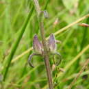 Imagem de Centranthera cochinchinensis (Lour.) Merrill