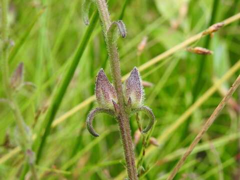 Sivun Centranthera cochinchinensis (Lour.) Merrill kuva