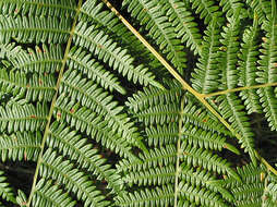 Image of Bracken