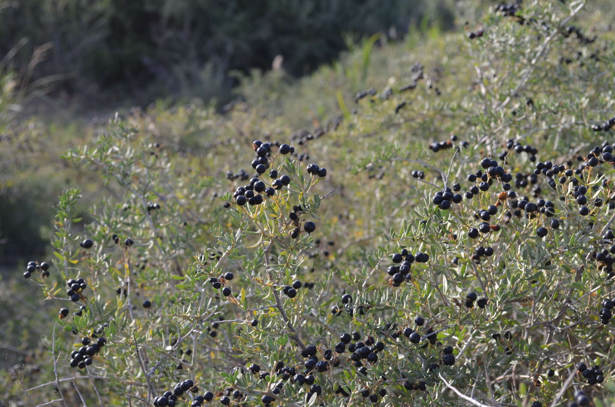 Image of Nitraria sibirica (DC.) Pall.