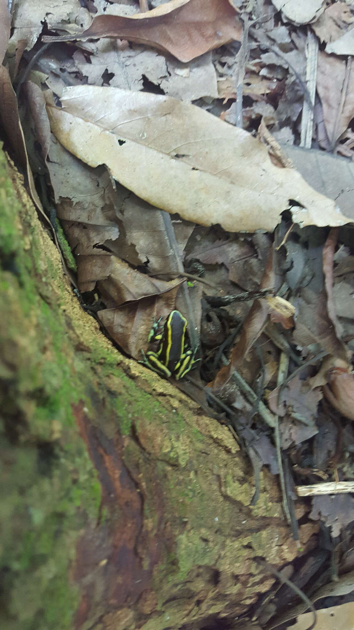 Image of Yellow-striped Poison Frog