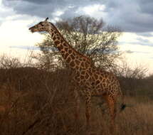 Image of Giraffe