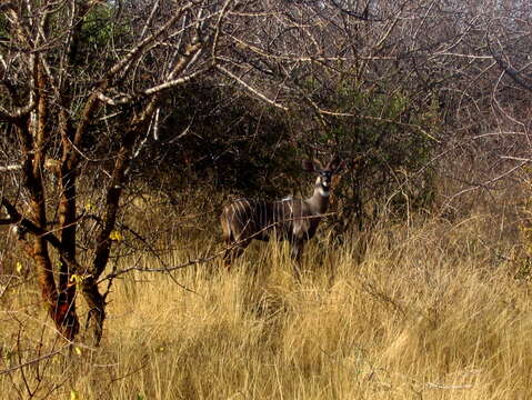 Image of Lesser Kudu