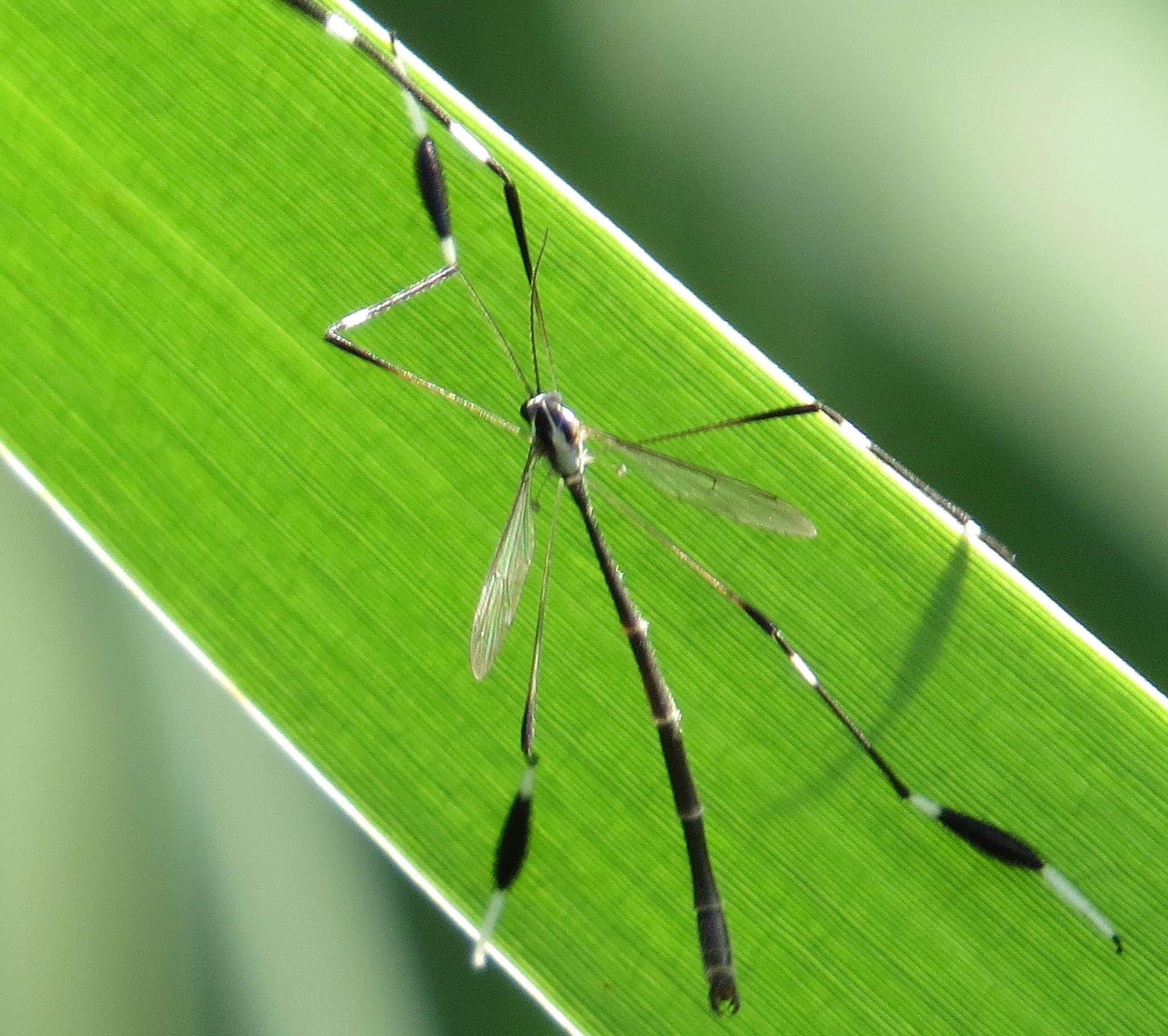 Image de Bittacomorpha