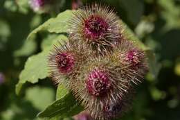 Image of greater burdock