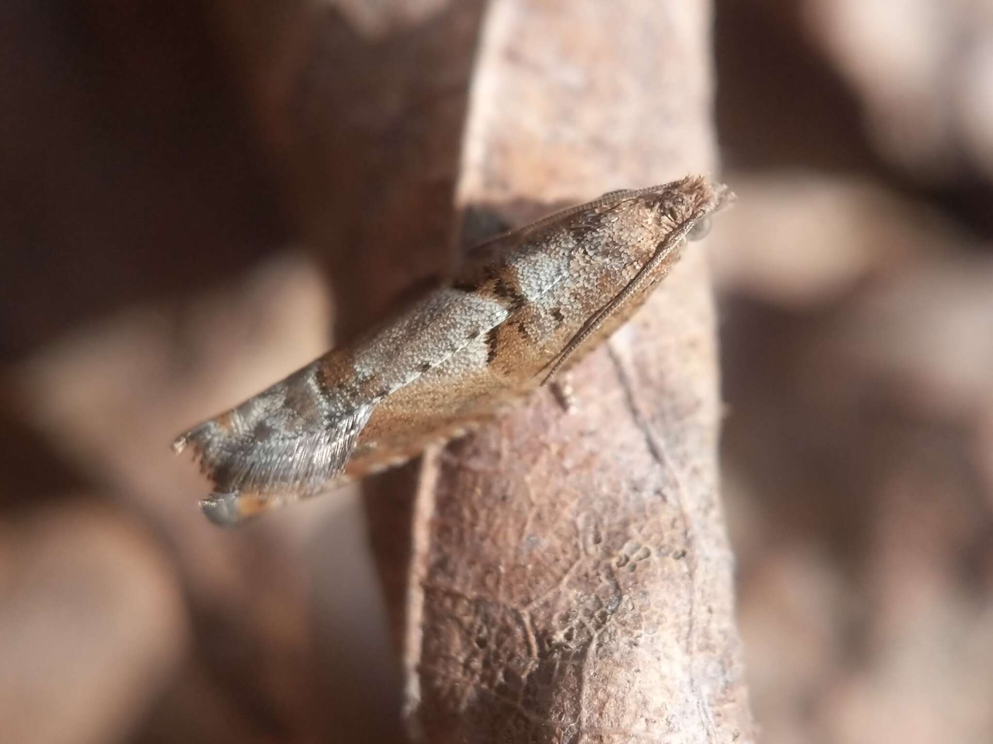 Image of Pseudexentera sepia Miller 1986