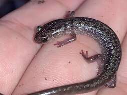 Image of Blacksburg Salamander