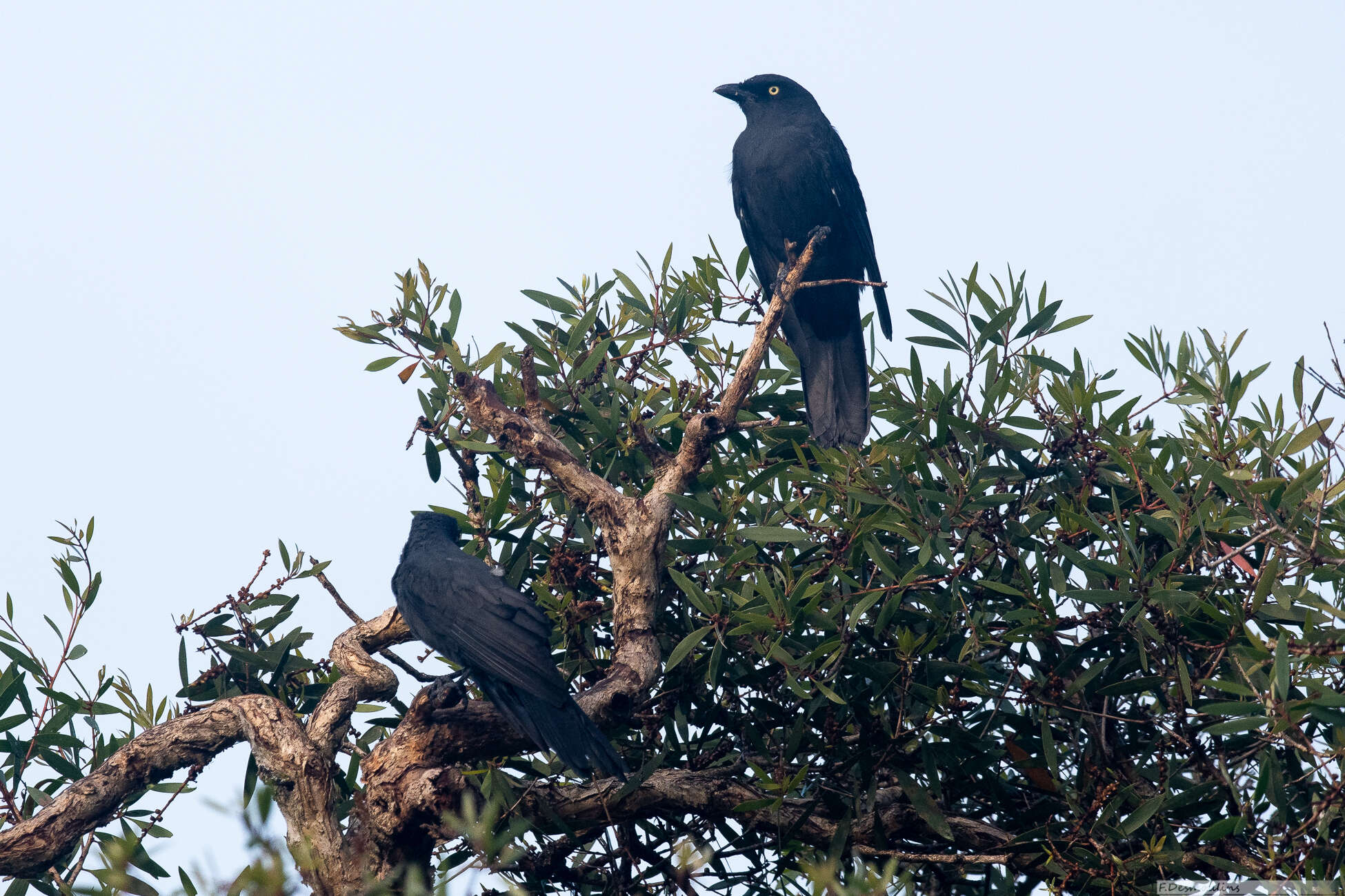 Image of Coracina caledonica caledonica (Gmelin & JF 1788)