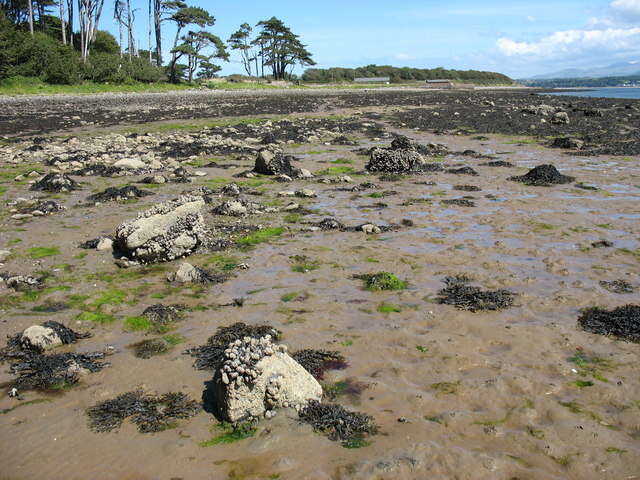 Image of barnacles