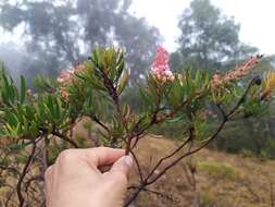 Слика од Comarostaphylis polifolia subsp. polifolia