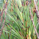 Слика од Dracophyllum scoparium Hook. fil.