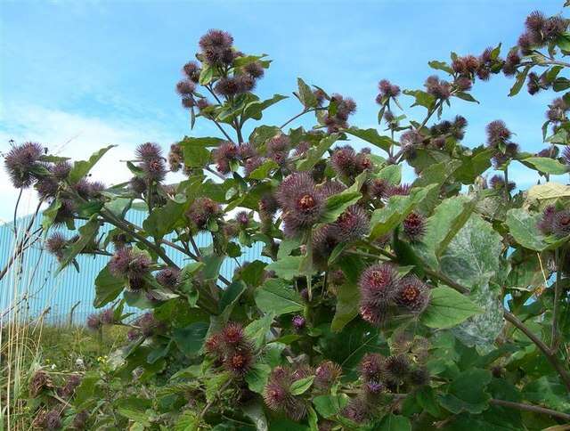 Image of common burdock