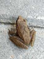 Image of Cachabi Robber Frog