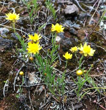 Image of Hyalosperma semisterile (F. Müll.) P. G. Wilson