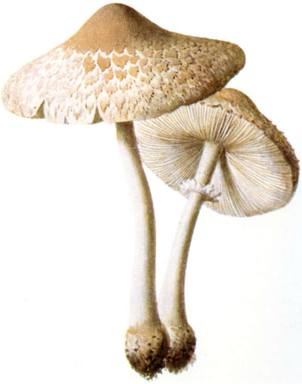 Слика од Macrolepiota