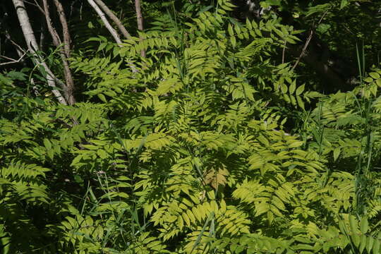 Image of false spiraea