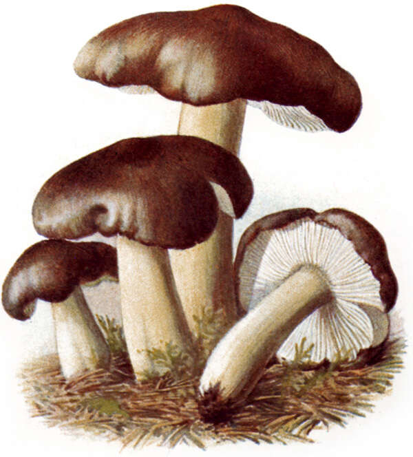 Imagem de Tricholoma portentosum (Fr.) Quél. 1873