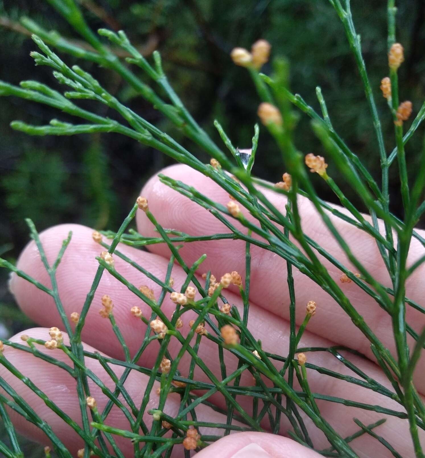 Image of Illawarra Cypress-pine