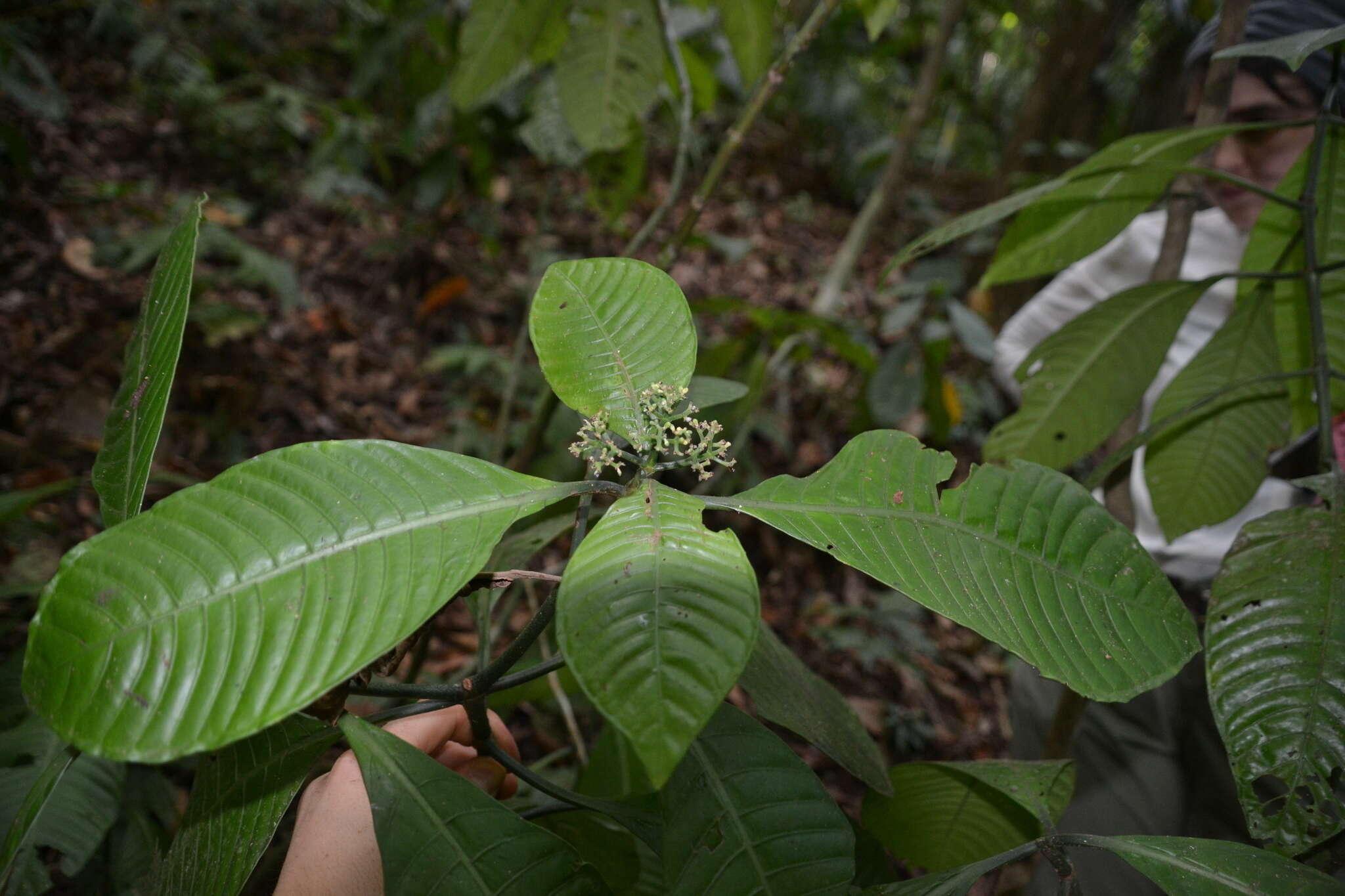 Plancia ëd Psychotria limonensis K. Krause