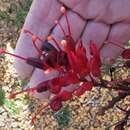 Image of Grevillea wilsonii A. Cunn.