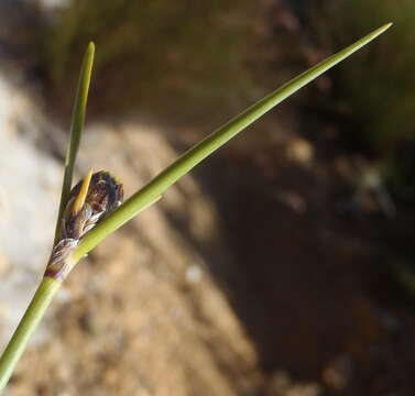 Image of Ficinia petrophylla T. H. Arnold & Gordon-Gray