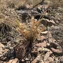 Image of Hall's panicgrass