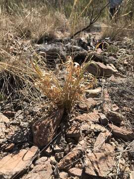 Image of Hall's panicgrass