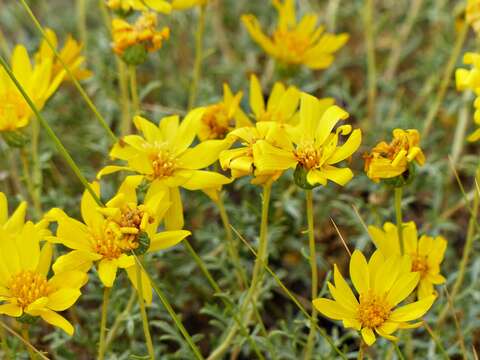 Imagem de Grindelia anethifolia (Phil.) A. Bartoli & R. D. Tortosa