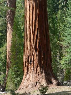 Image of giant sequoia