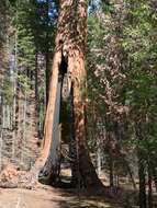 Image of giant sequoia