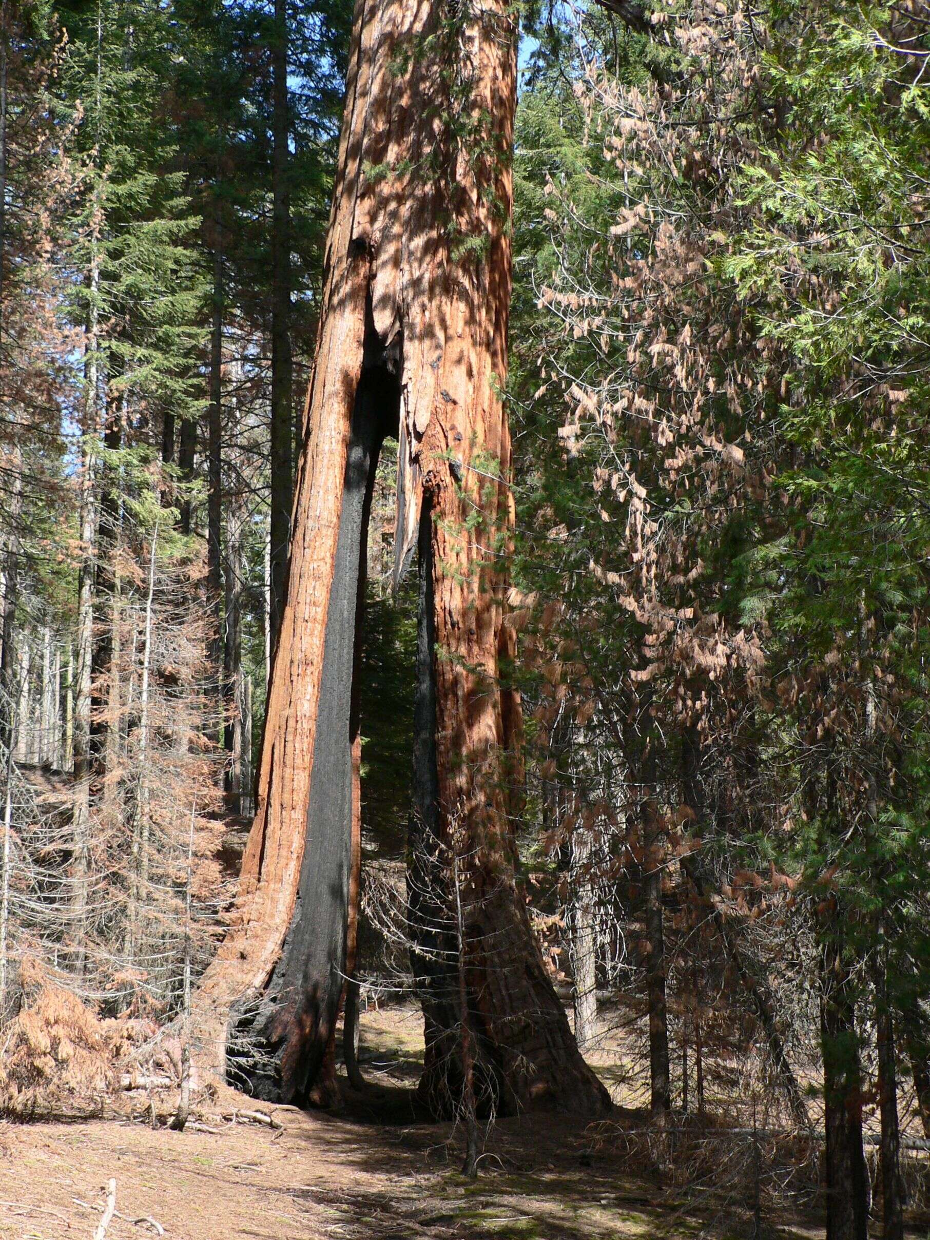 Image of giant sequoia