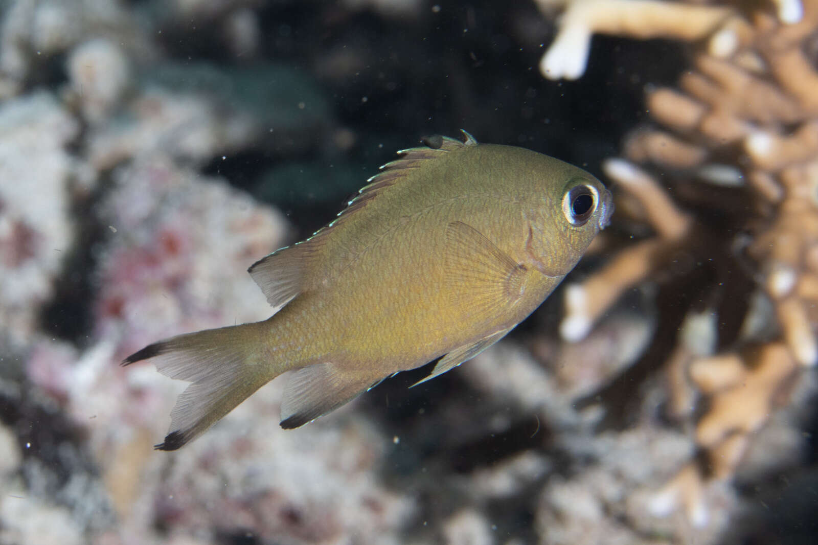 Image of Brown chromis