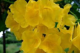 Image of Yellow bells