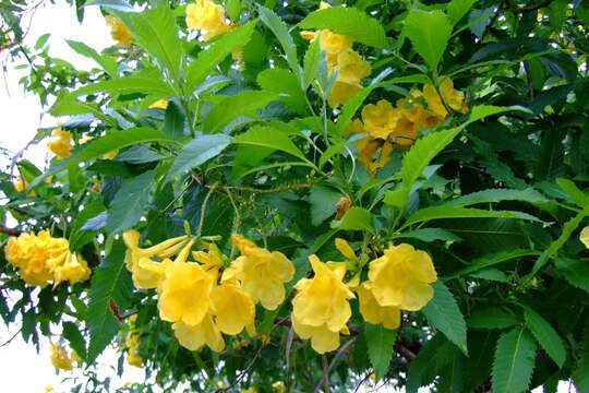 Image of Yellow bells