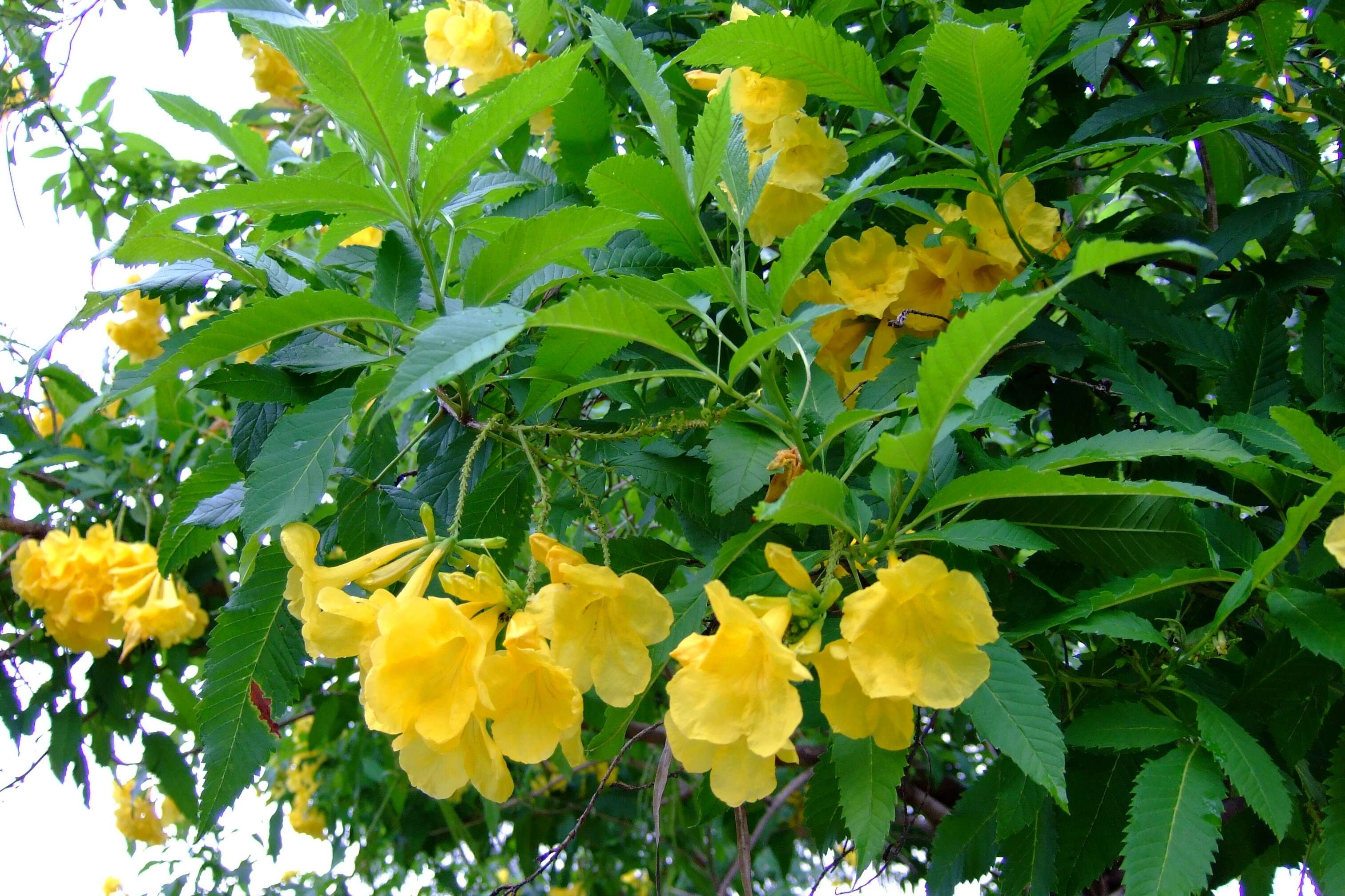 Image of Yellow bells