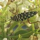 Image of Mesquite Borer