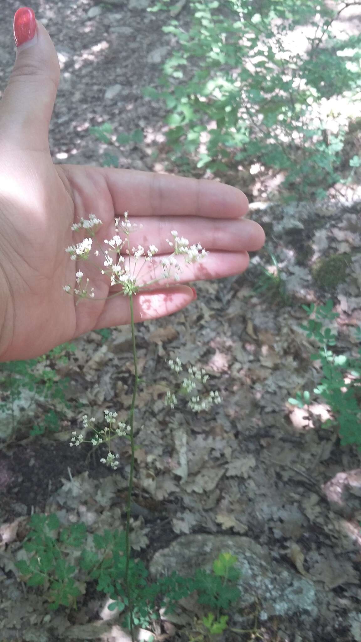 Image of Physospermum cornubiense (L.) DC.