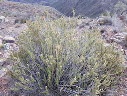 Image of Chuquiraga ruscifolia D. Don