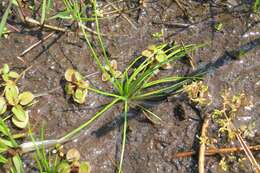 Image of Nuttall's Quillwort
