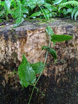 Image of Smilax riparia A. DC.