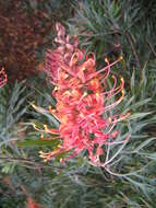 Image of Silky-oak