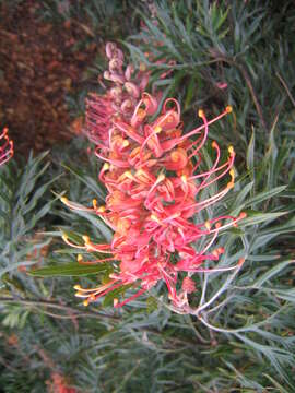 Image of Silky-oak