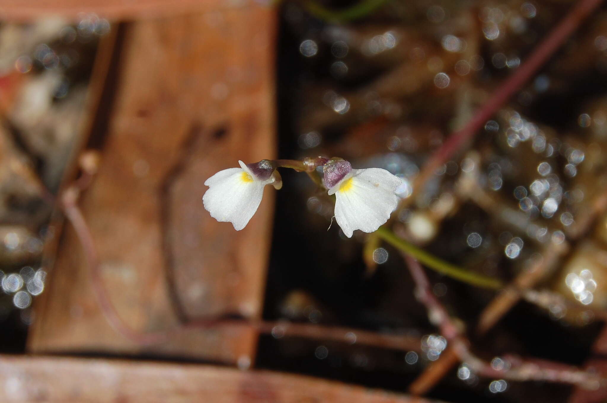 Utricularia linearis H. Wakab. resmi