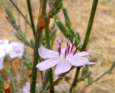 صورة Stephanomeria virgata Benth.