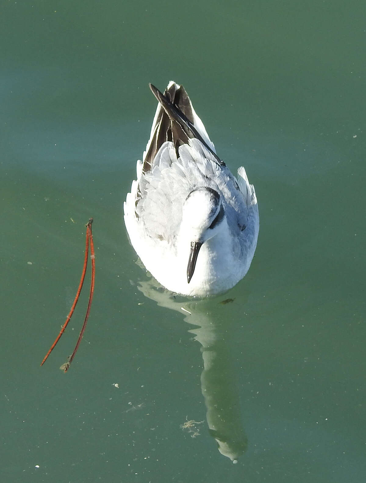 Imagem de Phalaropus fulicarius (Linnaeus 1758)