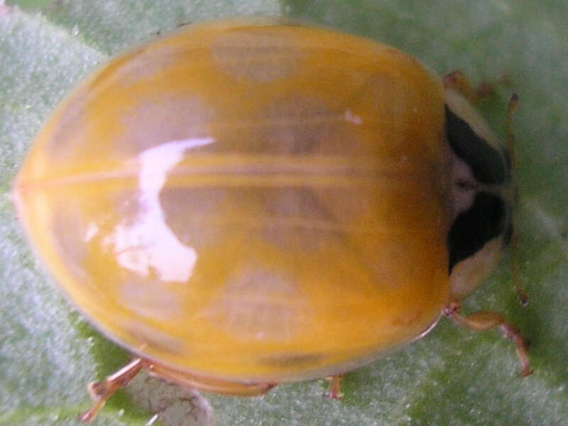 Image of Harmonia axyridis (Pallas 1773)