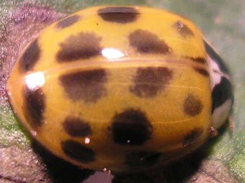 Image of Harmonia axyridis (Pallas 1773)