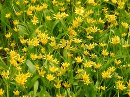 Image of plantainleaf buttercup