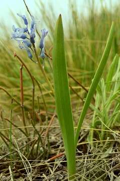 Image of Hyacinthella pallasiana (Steven) Losinsk.